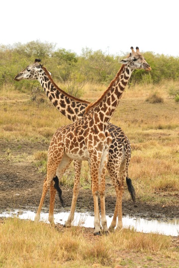 Safari Kenia