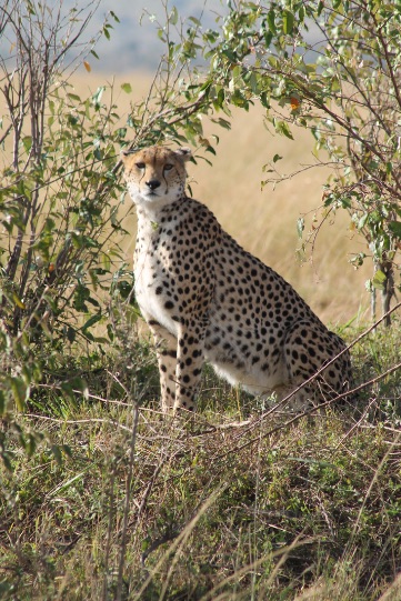 Safari Kenia