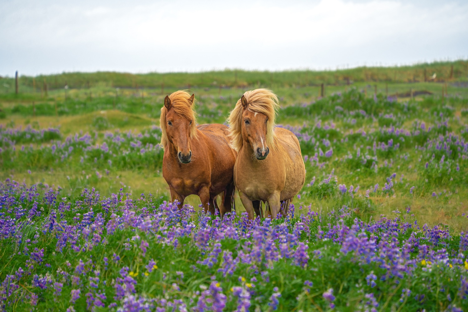 Fotos sueltas Islandia-3