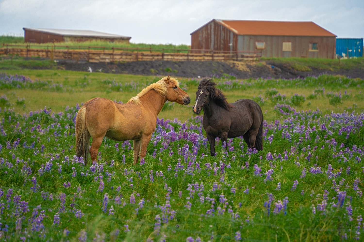 Fotos sueltas Islandia-5