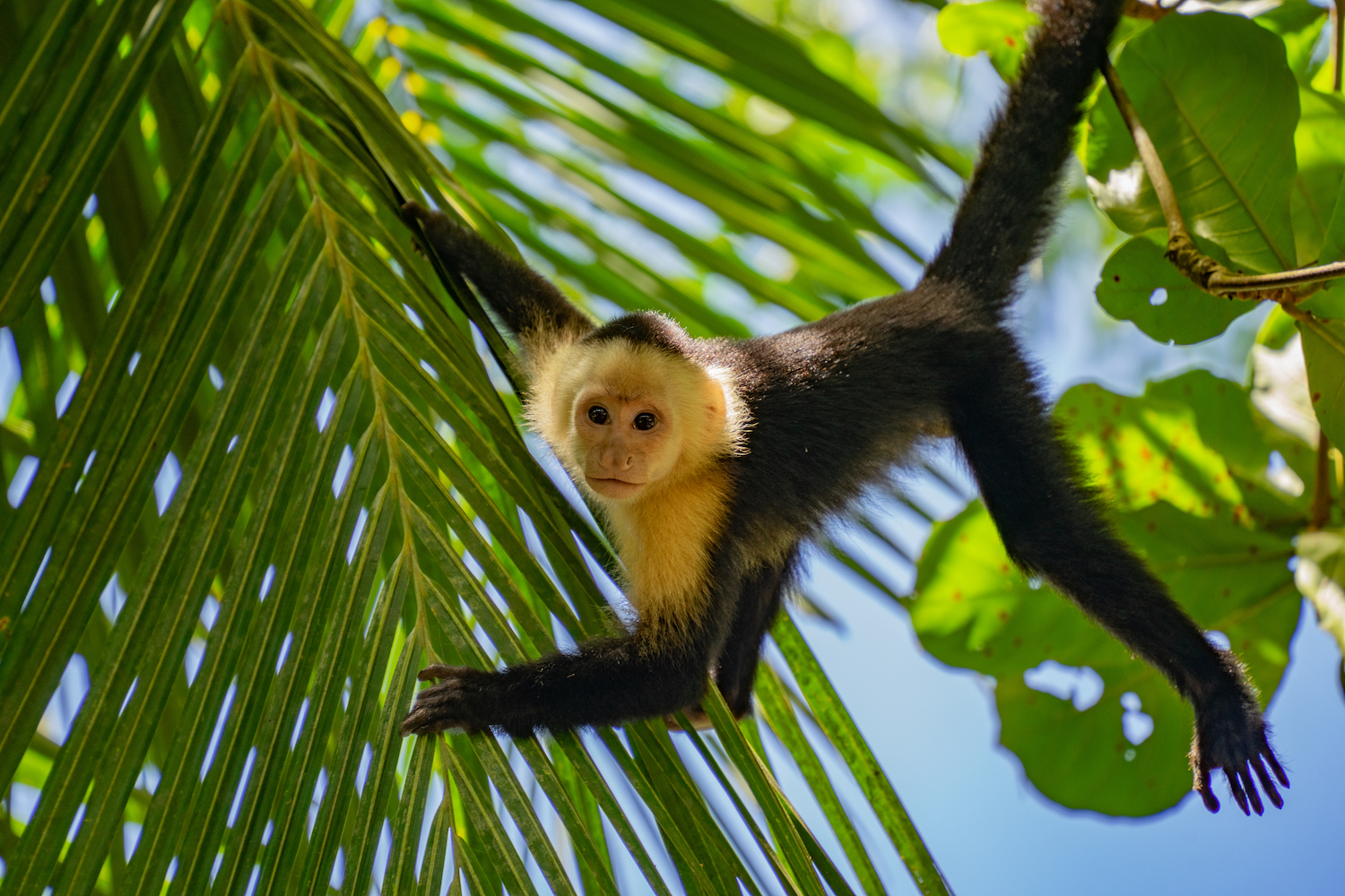 Parque Nacional Cahuita-16