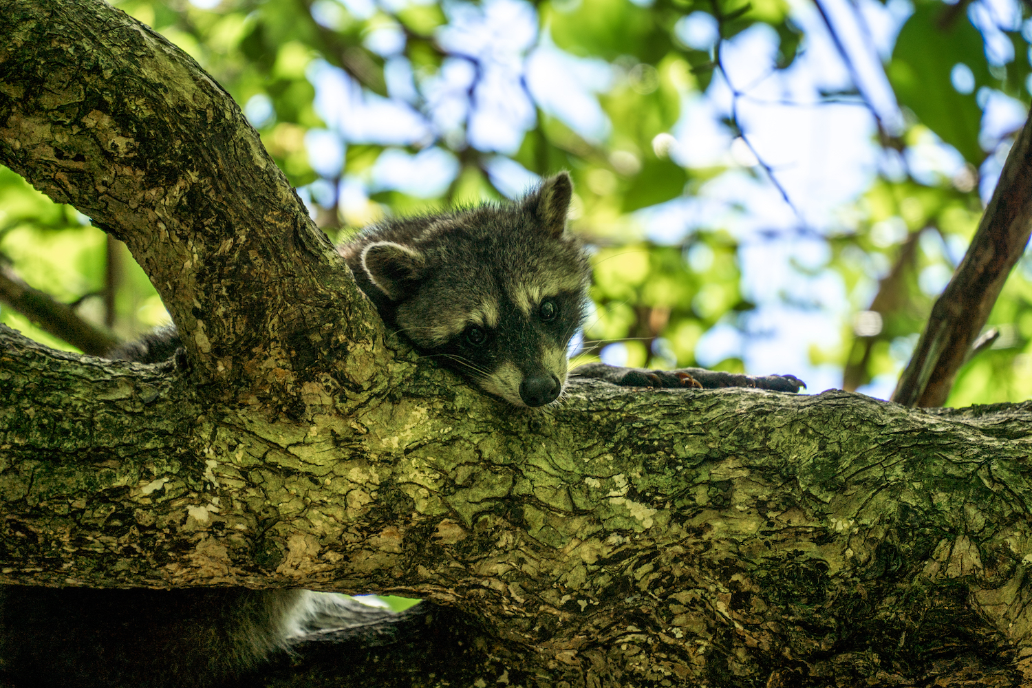 Parque Nacional Cahuita-27