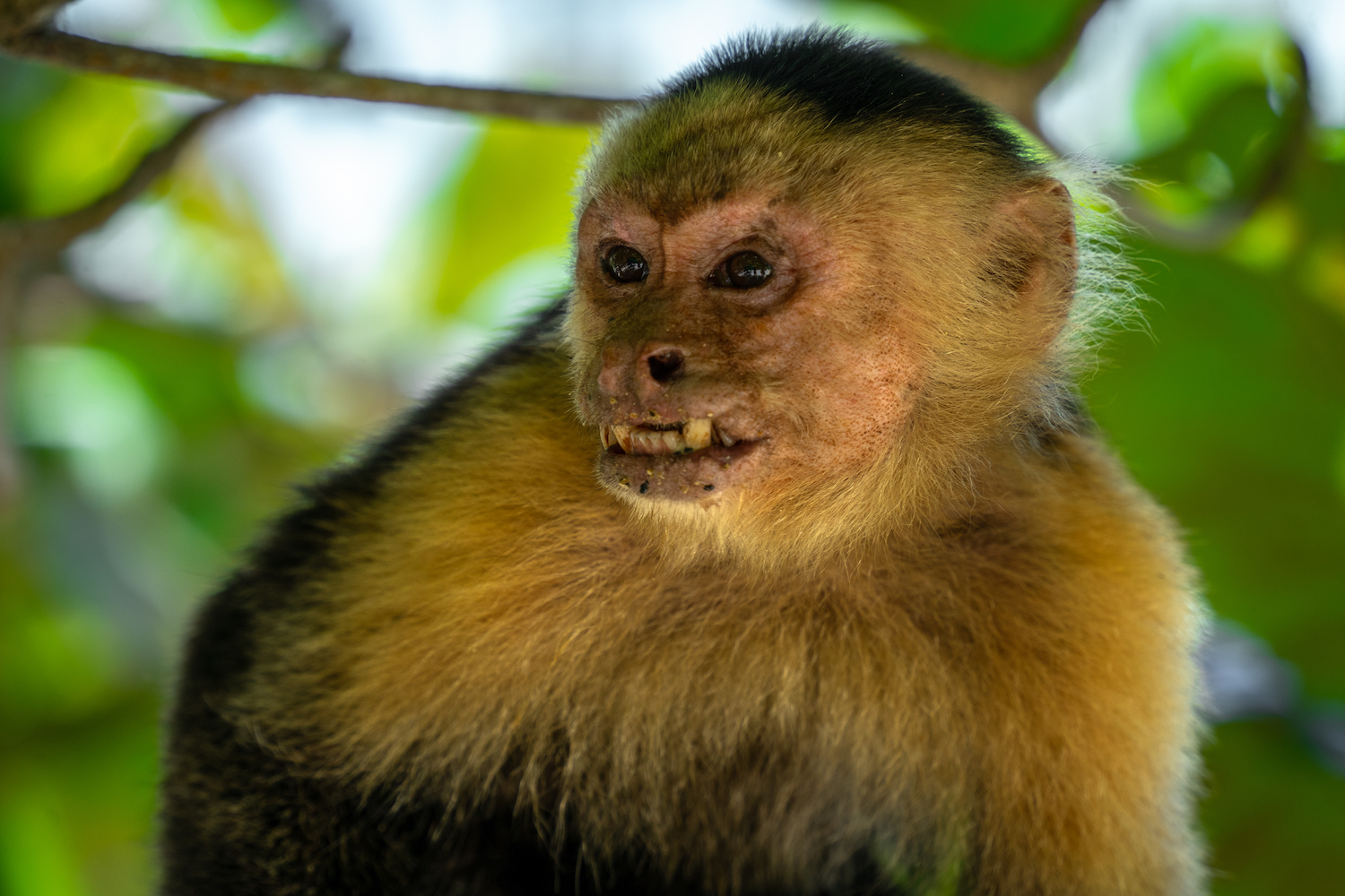 Parque Nacional Cahuita-37