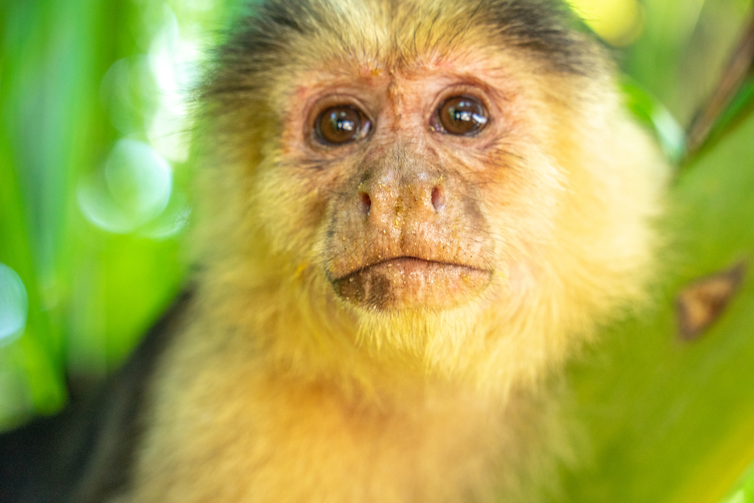 Parque Nacional Cahuita-47