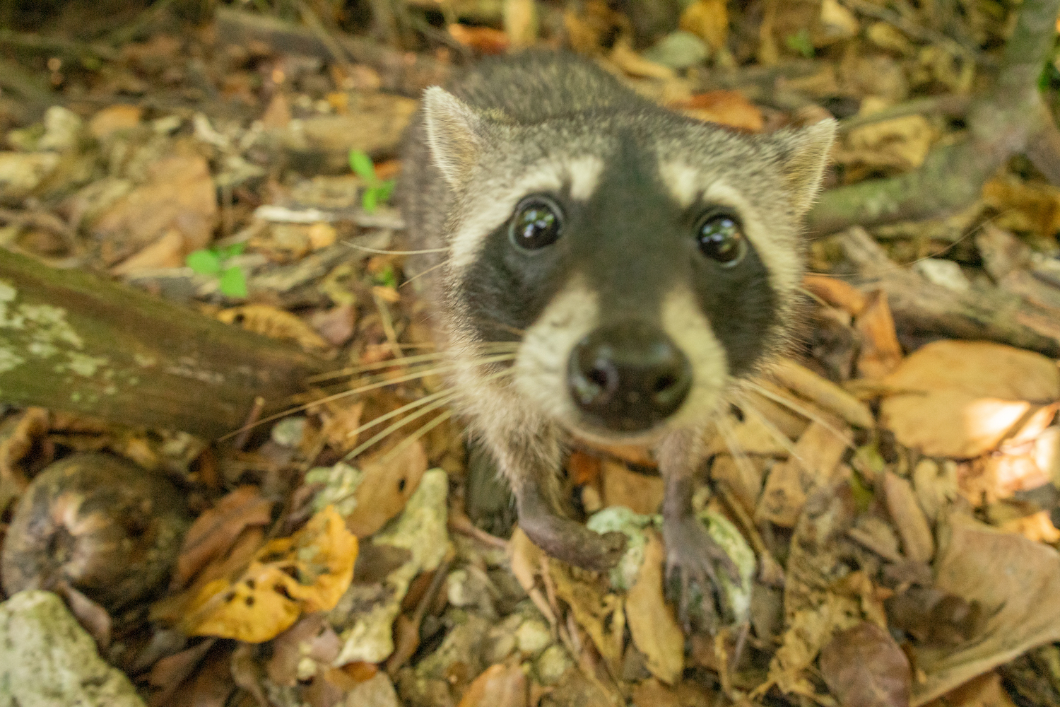 Parque Nacional Cahuita-52