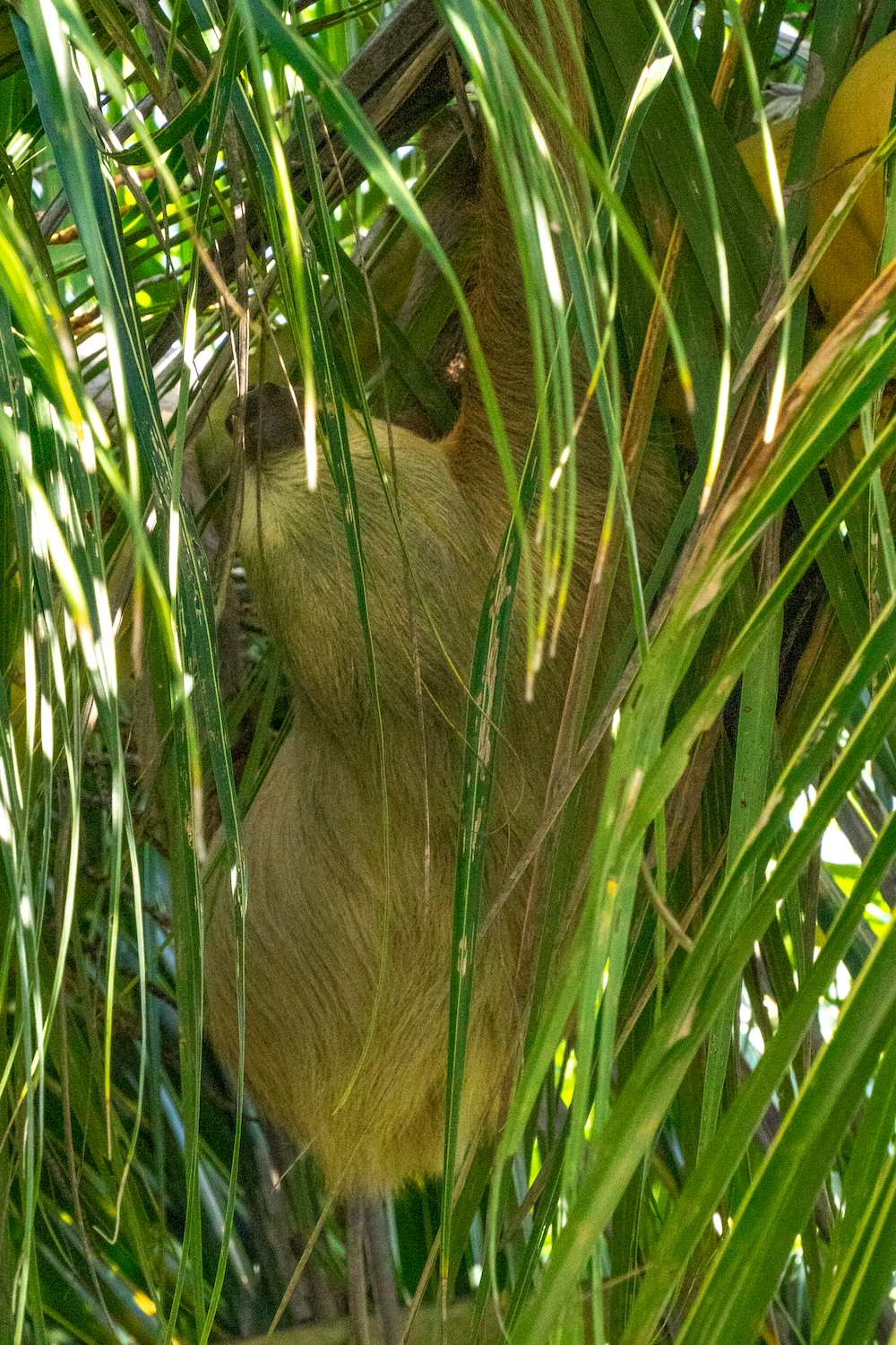 Parque Nacional Cahuita-60