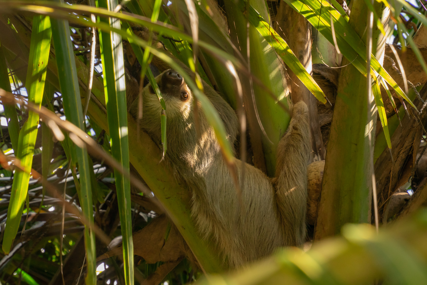Parque Nacional Cahuita-62