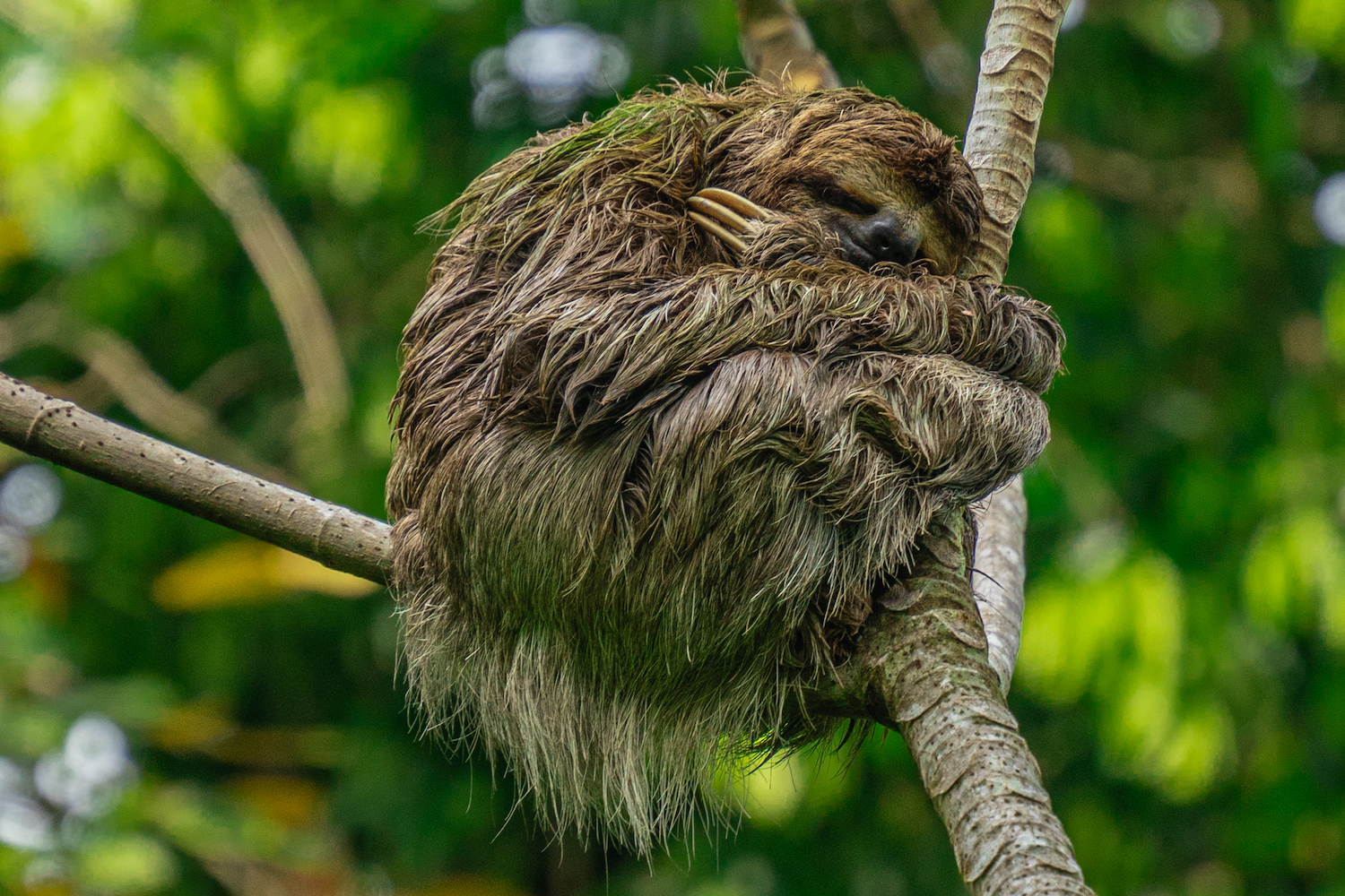 Parque Nacional Manuel Antonio-14