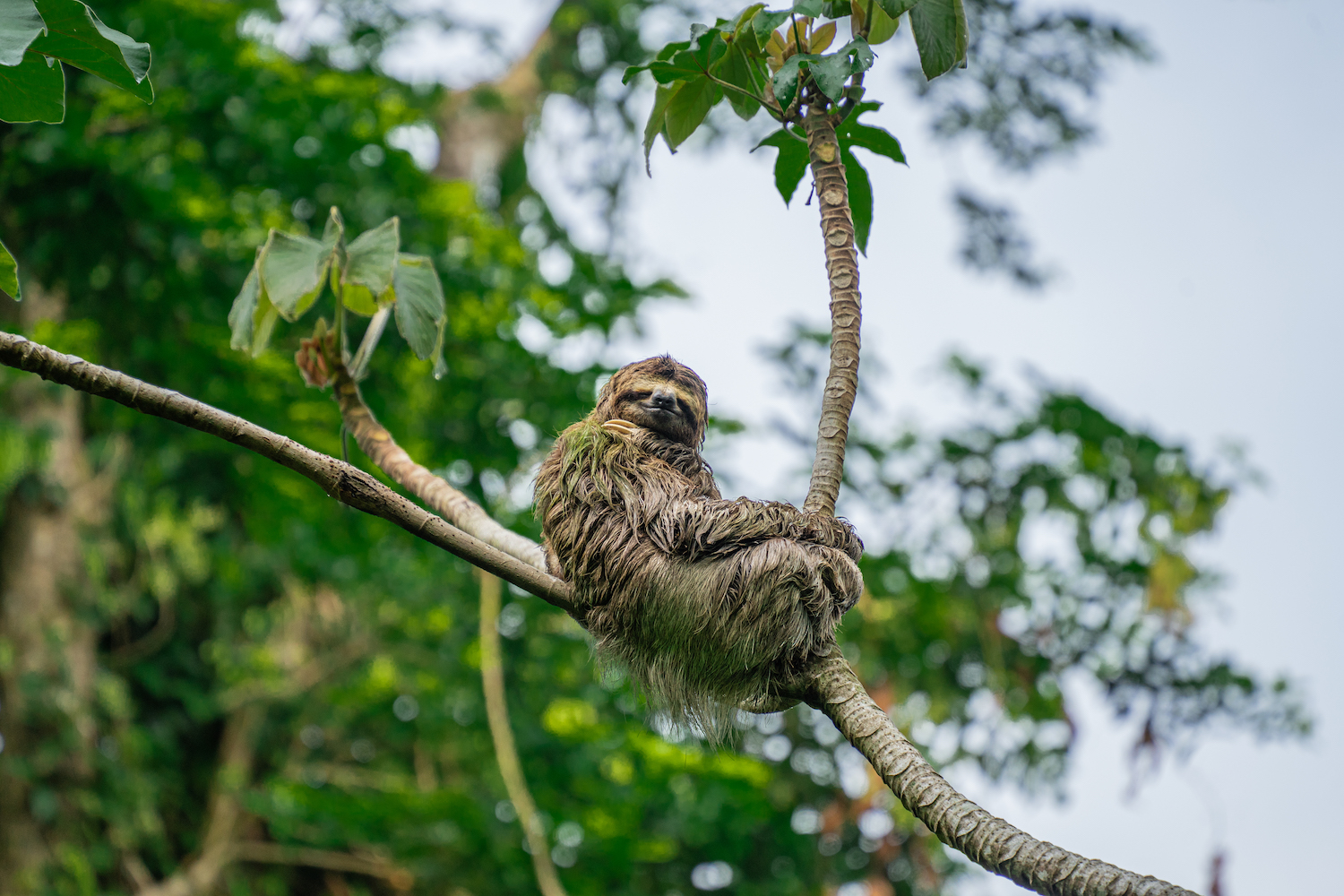 Parque Nacional Manuel Antonio-16