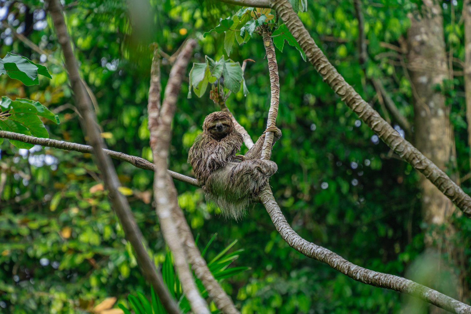 Parque Nacional Manuel Antonio-17