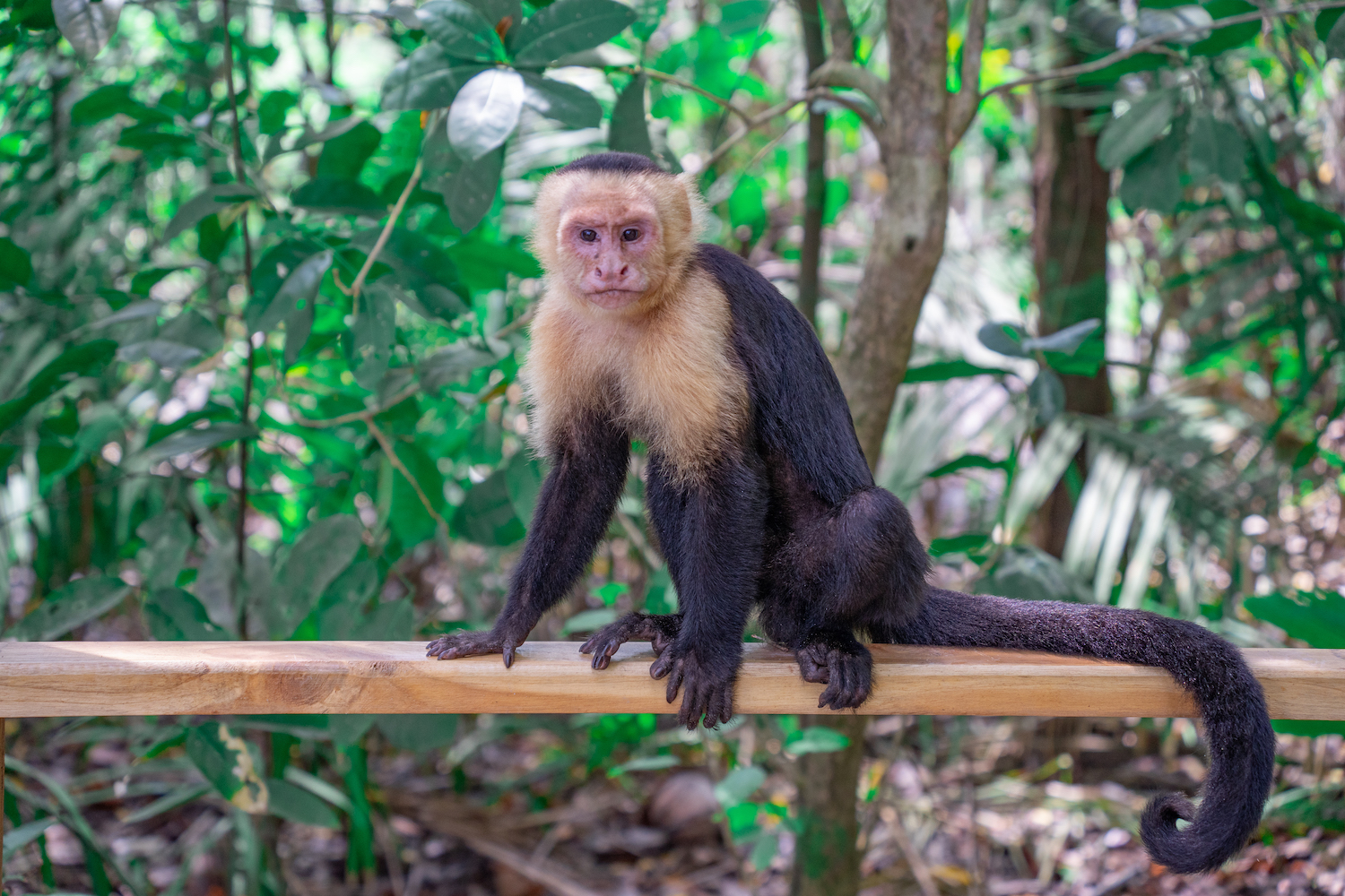 Parque Nacional Manuel Antonio-33