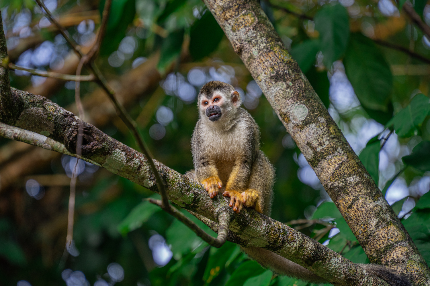 Parque Nacional Manuel Antonio-4