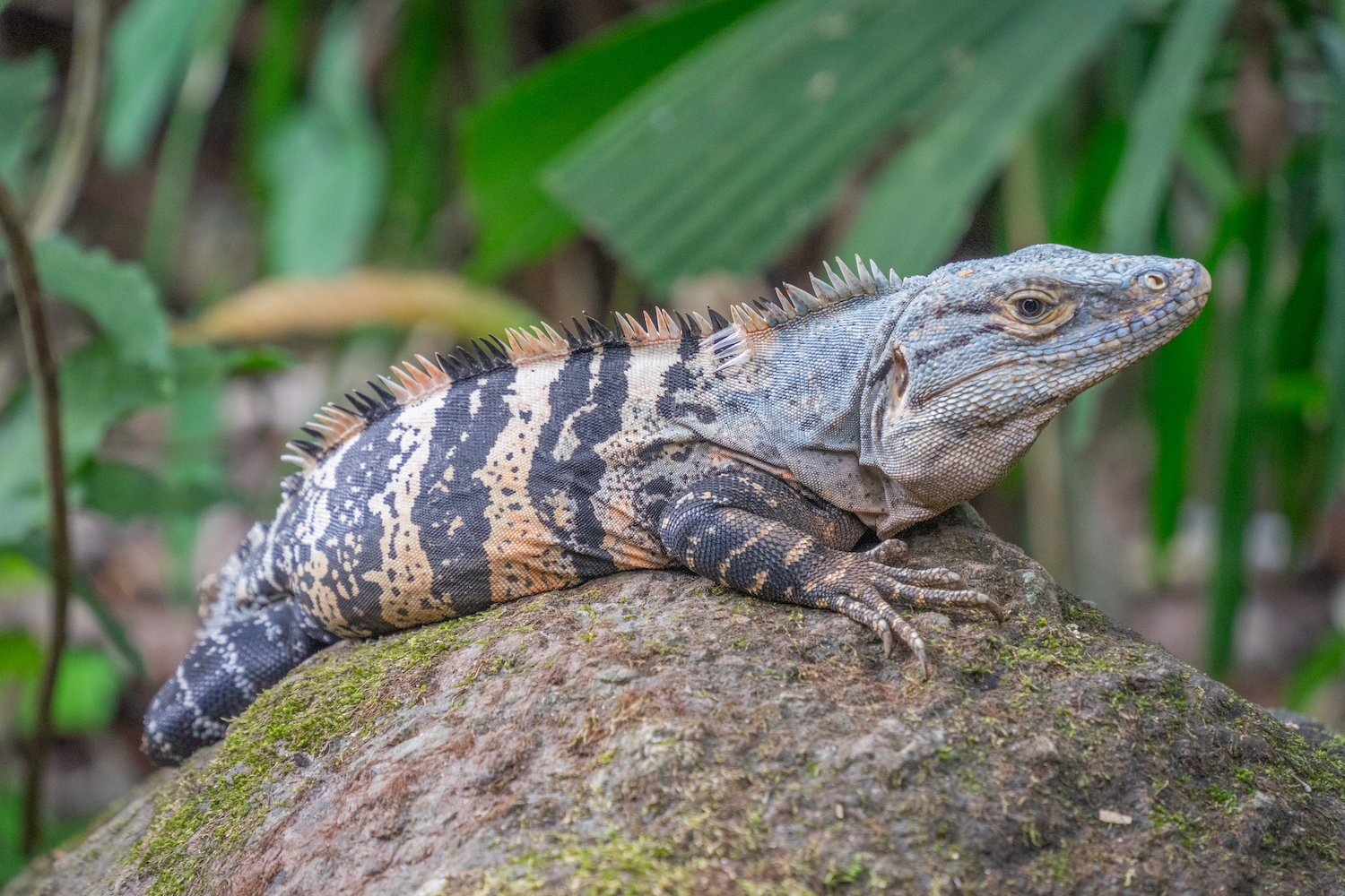 Parque Nacional Manuel Antonio-66