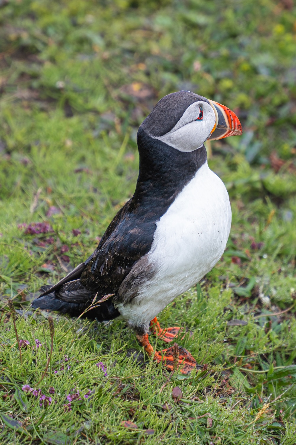 Puiffins-11