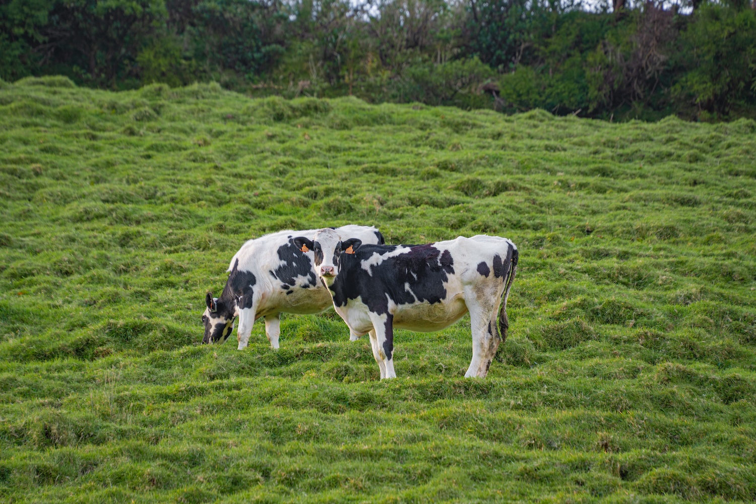 Azores-292